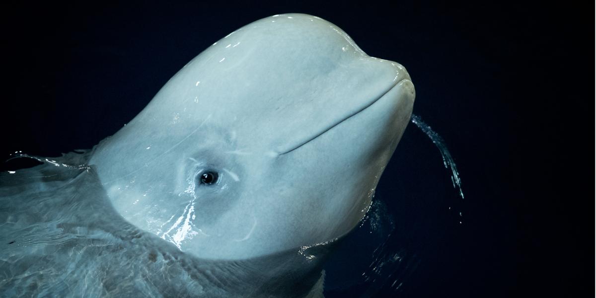 The Beluga Operating Company ehf.